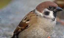 麻雀在线观看60,60分钟在线观看，揭秘神秘故事线